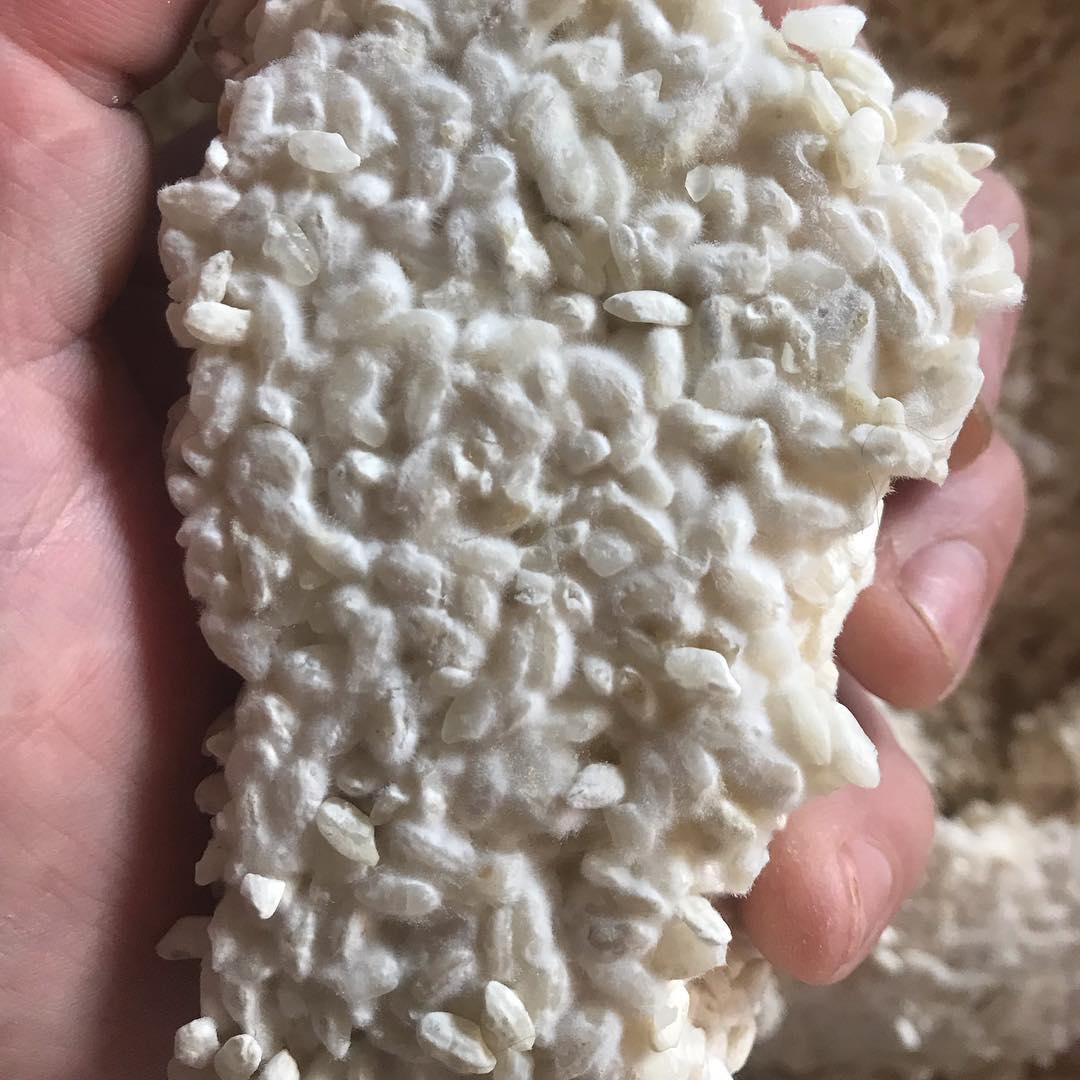 Rough Rice - in bloom.. 10kg of koshihikari rice koji... | Facebook