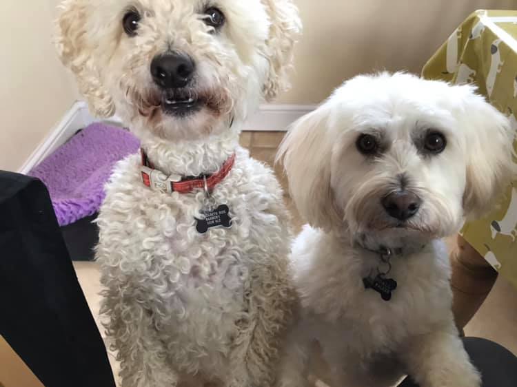 RBC Pet Care - Meet our RBC Royals - baby Archie (left) and prince ...