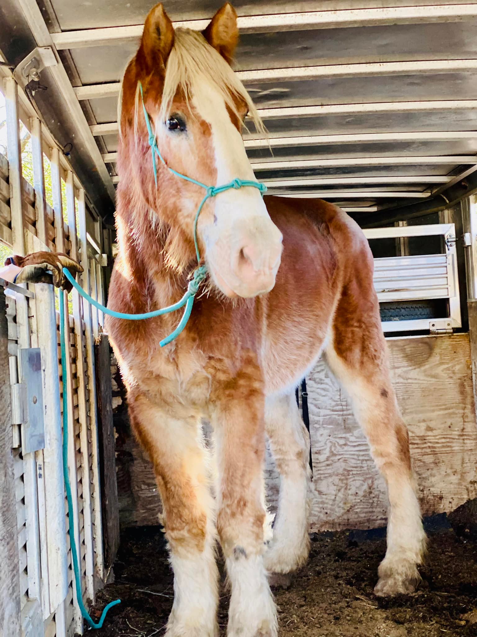 The drafts are here ️!... - Rocking R Ranch and Rescue, Inc.