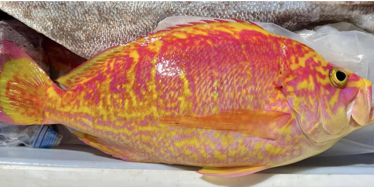 What kind of fish is this deep sea catch off Lana'i, Hawaii?