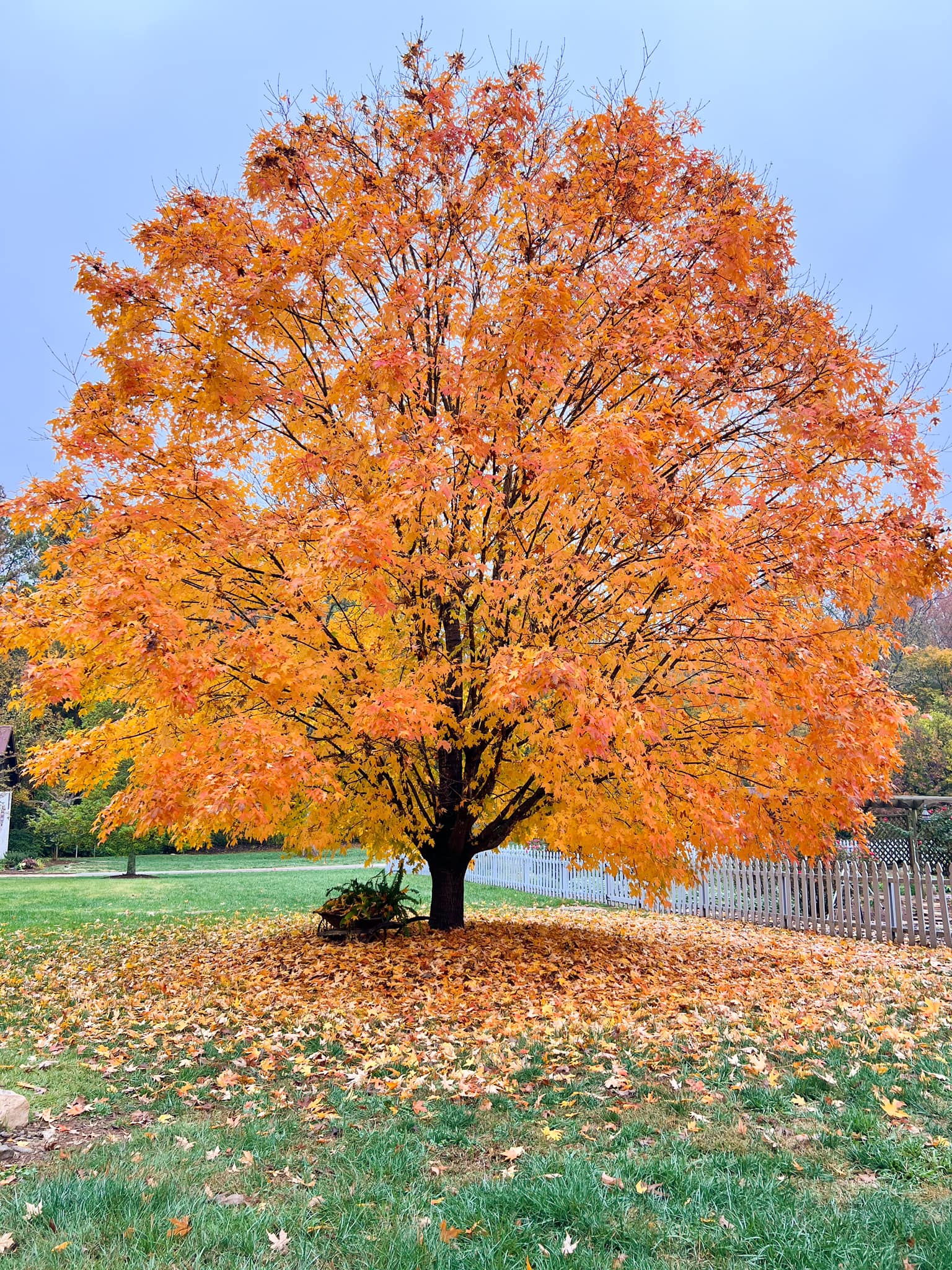 Jubilee Farms - Hello November! 🍁 This is typically the... | Facebook