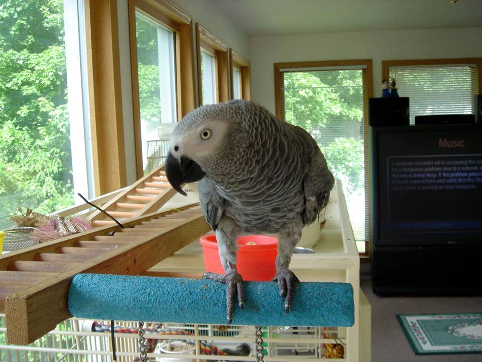 Sam the Parrot