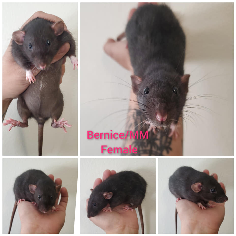 PNW Rattery | Clackamas OR