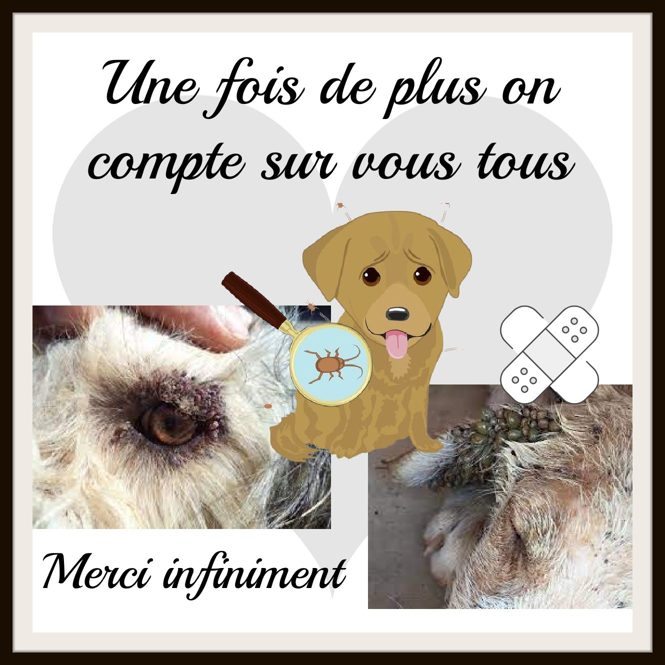 Aidons Les Animaux Help A Greek Stray