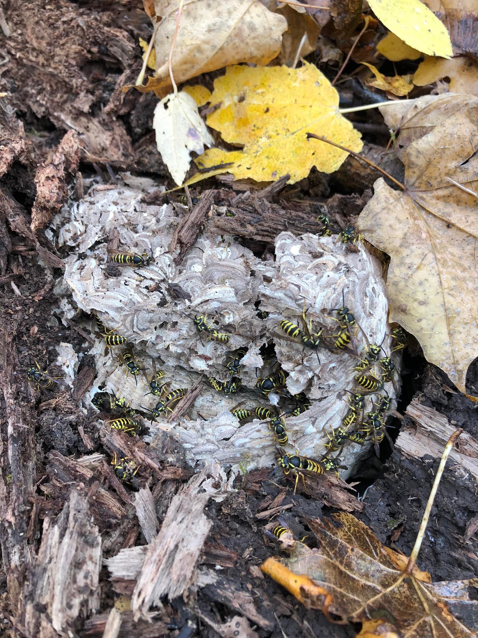 Ground hornets nest found under old log in Milltown, WI