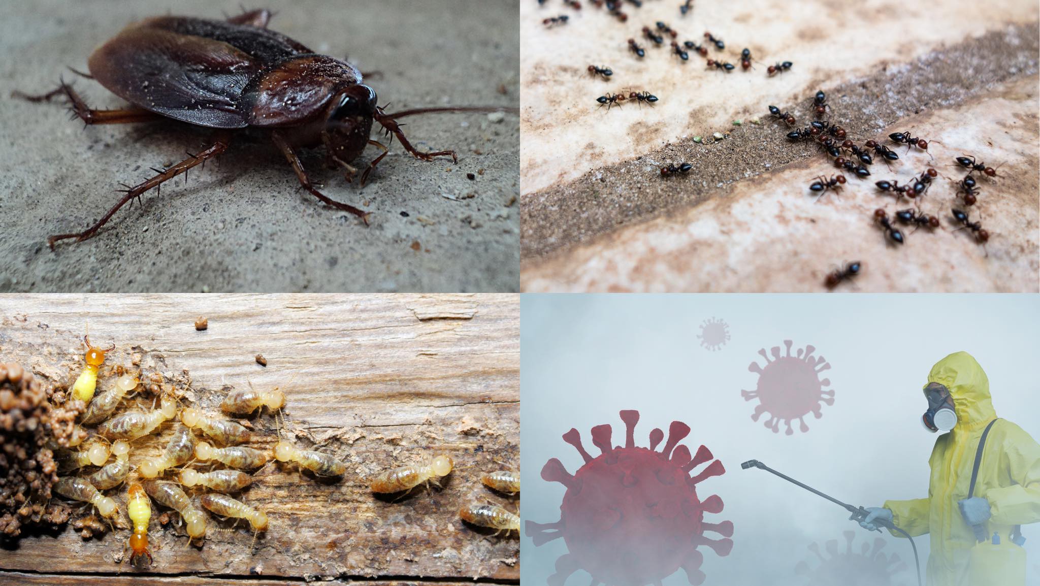 Pesconex - Protect your properties from damaging pests and spreading ...