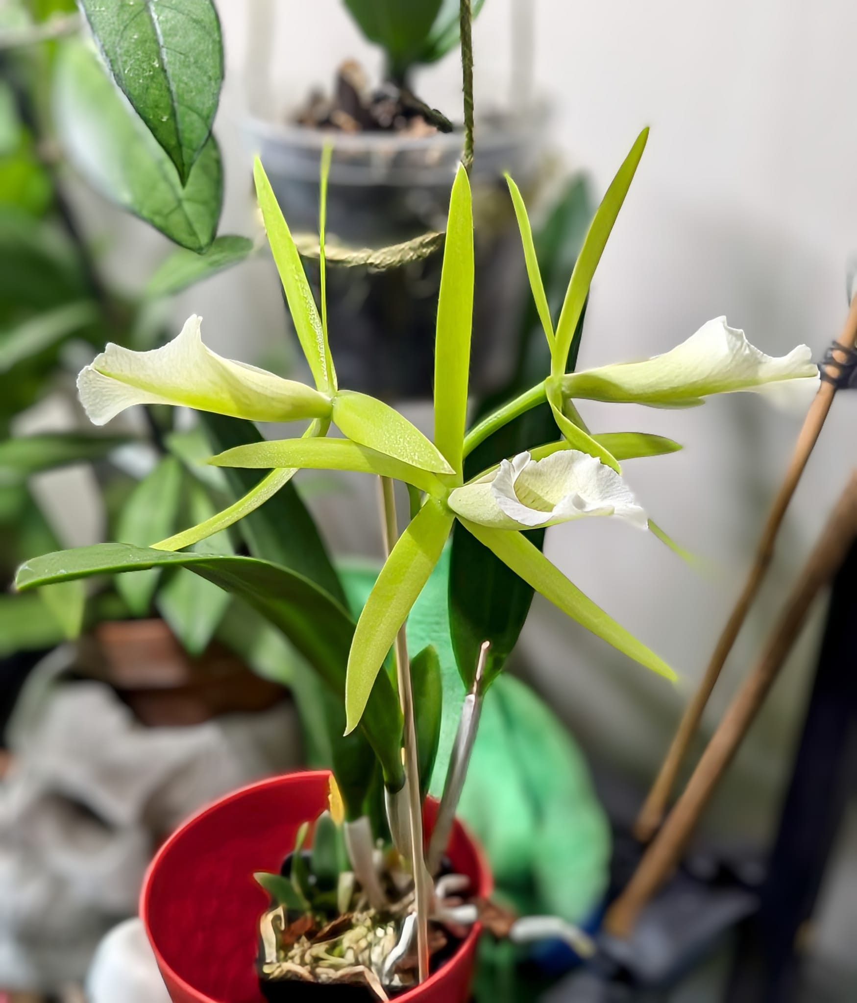 Cattleya Key Lime Stars x Naomi's Delight from SVO