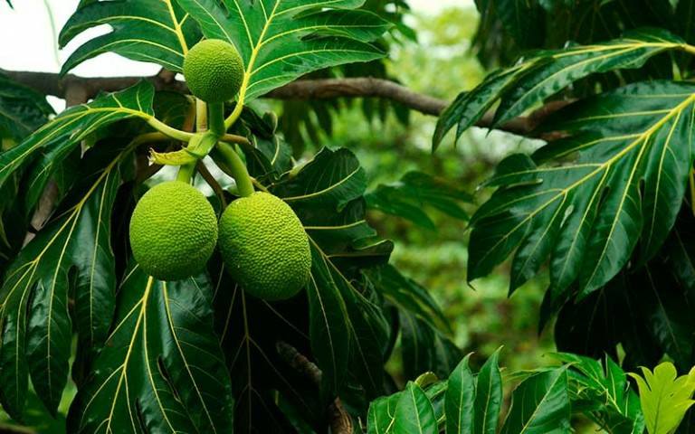Árbol de Panapen o Pana (Árbol de Pan)... - Finca Los Pellos