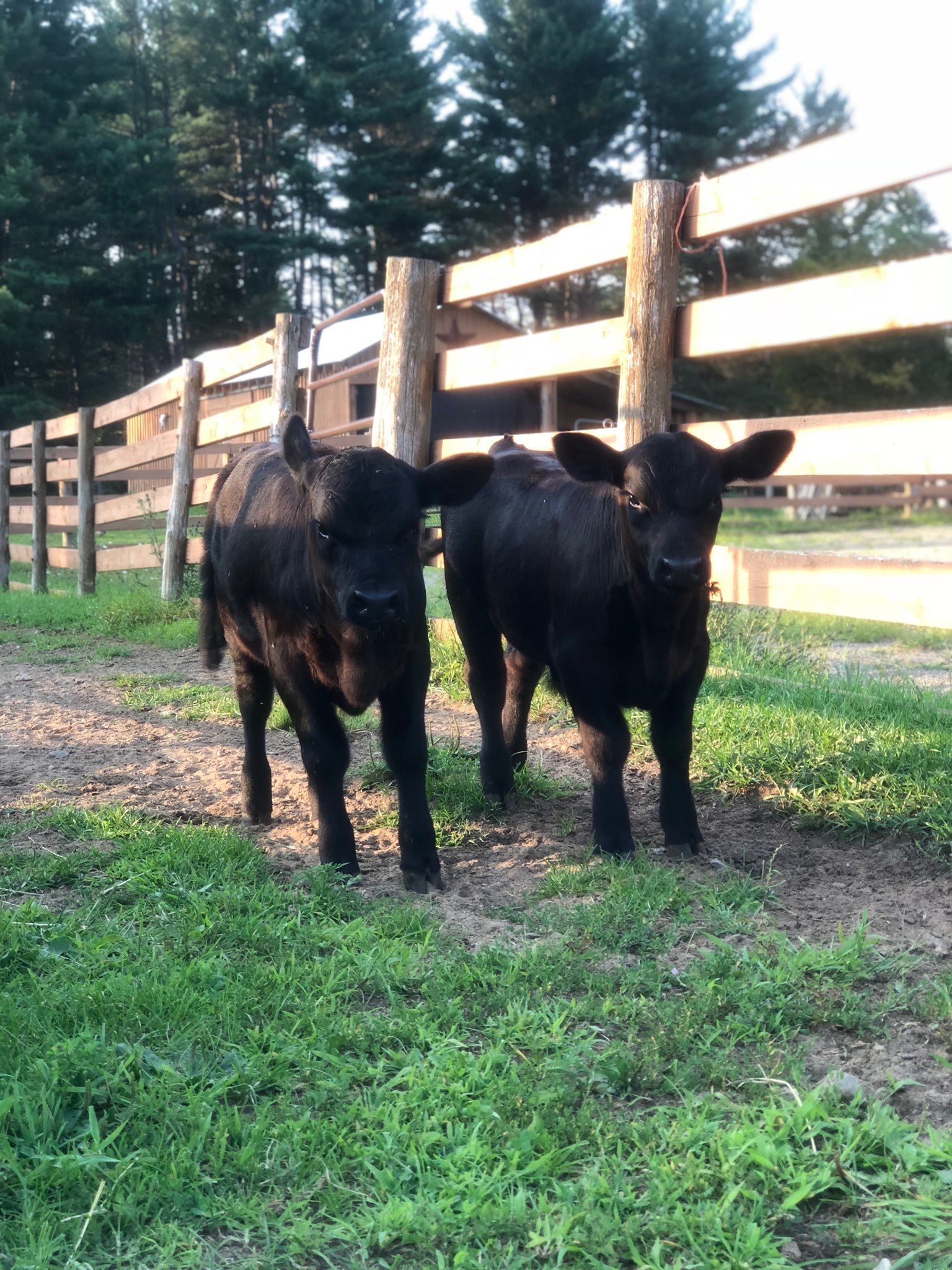 Adirondack Lowline Cattle Ranch | Minerva NY