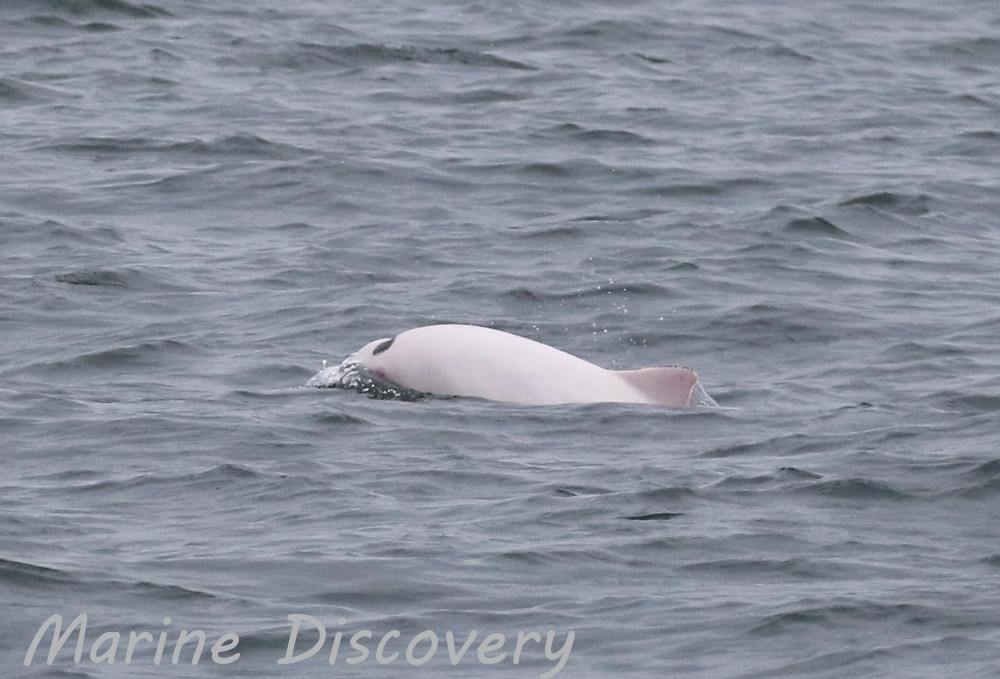 A mini Moby... - Scottish Marine Animal Strandings Scheme