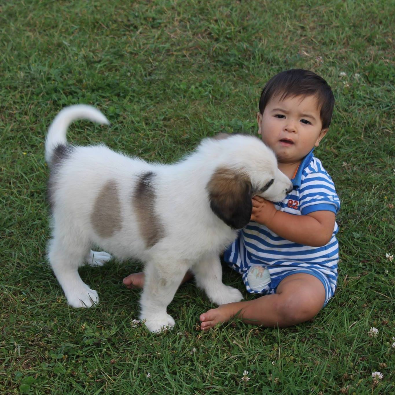 Valley... - Valley Ranch Kennel - www.valleyranchkennel.com