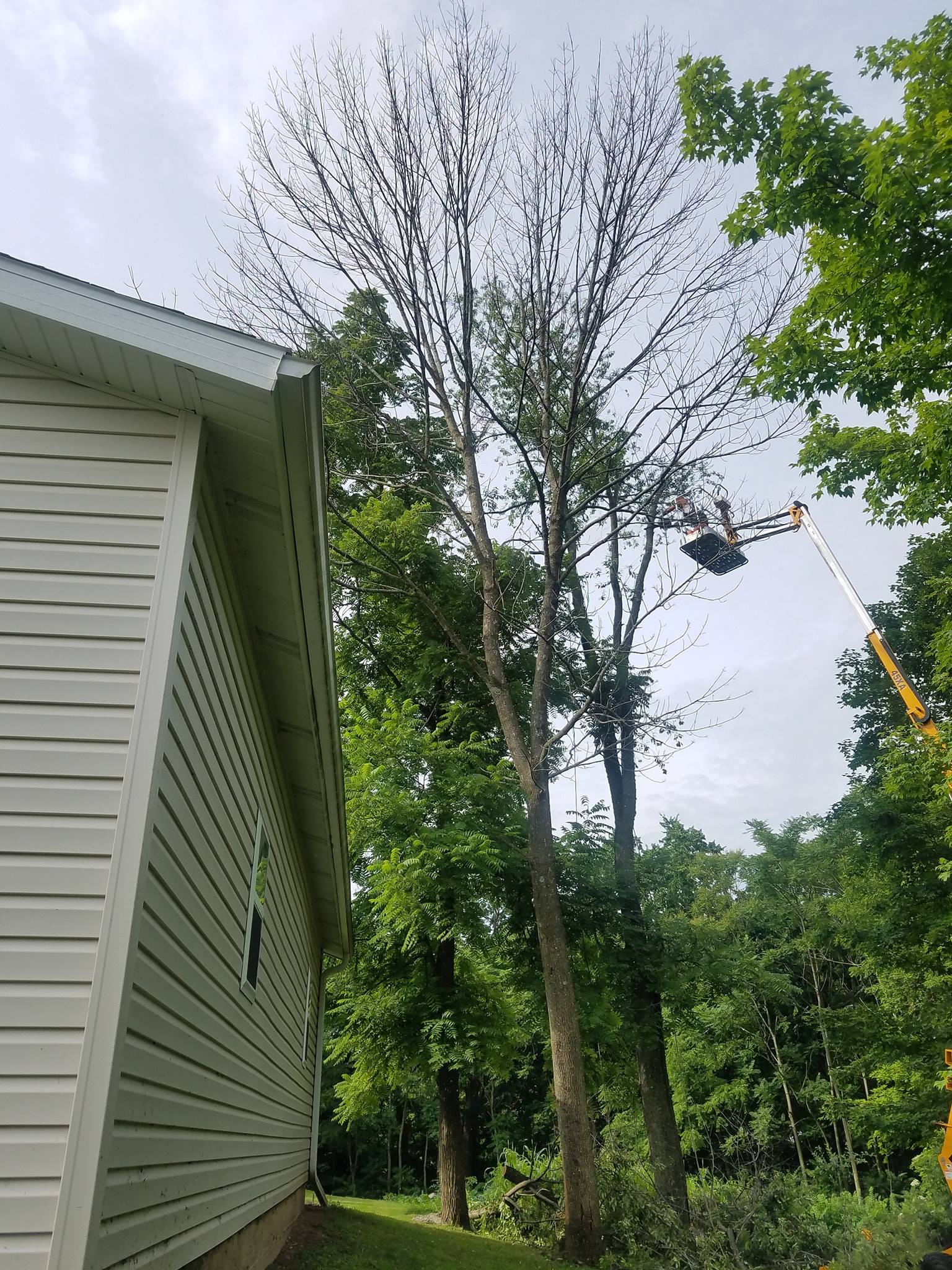 Out On A Limb Tree Service