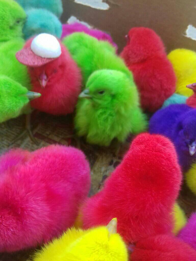 El pollito gris y la mariposa Violeta - Aún no está a la venta y los ...