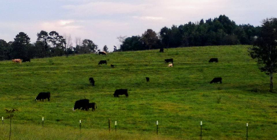 Parks Ridge Cattle LLC | Clermont GA