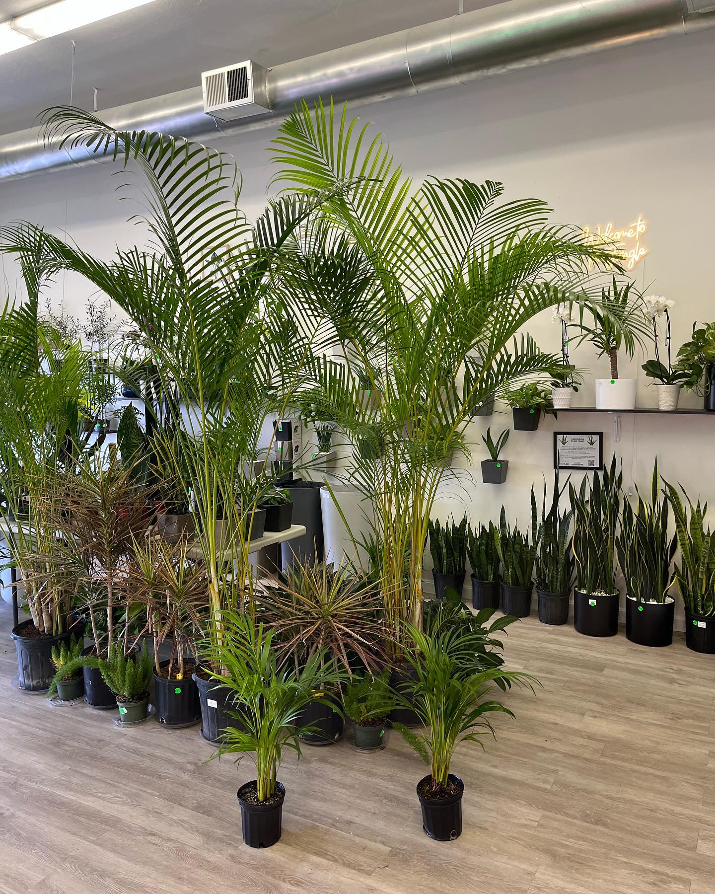 TropiCle Plants | North Ridgeville OH