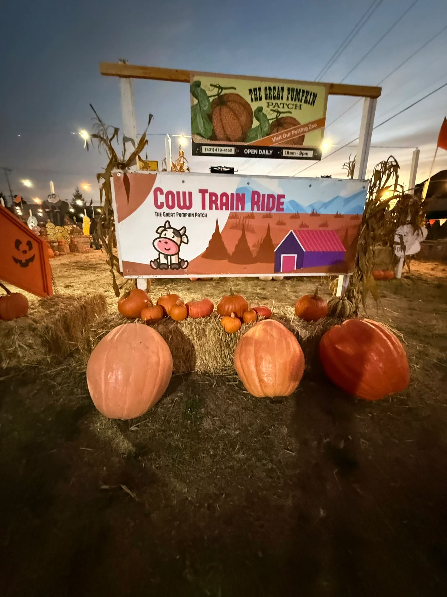 The Great Pumpkin patch in Santa Cruz, CA