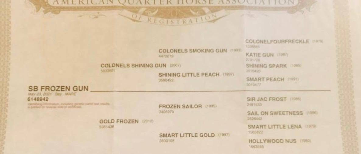 Lily様 ✅️2021 mare. 💥Colonels Shining Gun x Frozen Sailor💥 ✅️SB