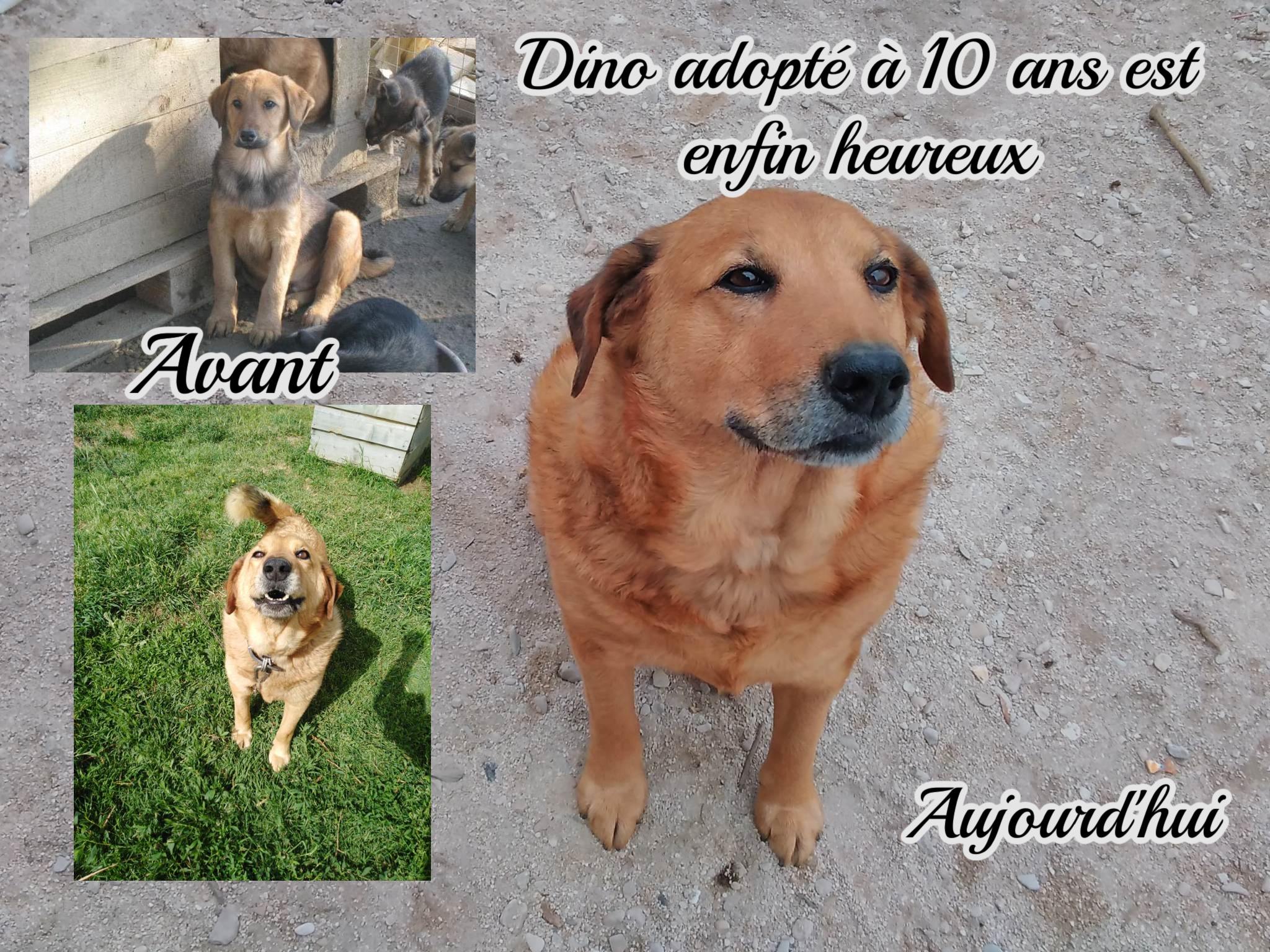 Aidons Les Animaux Help A Greek Stray