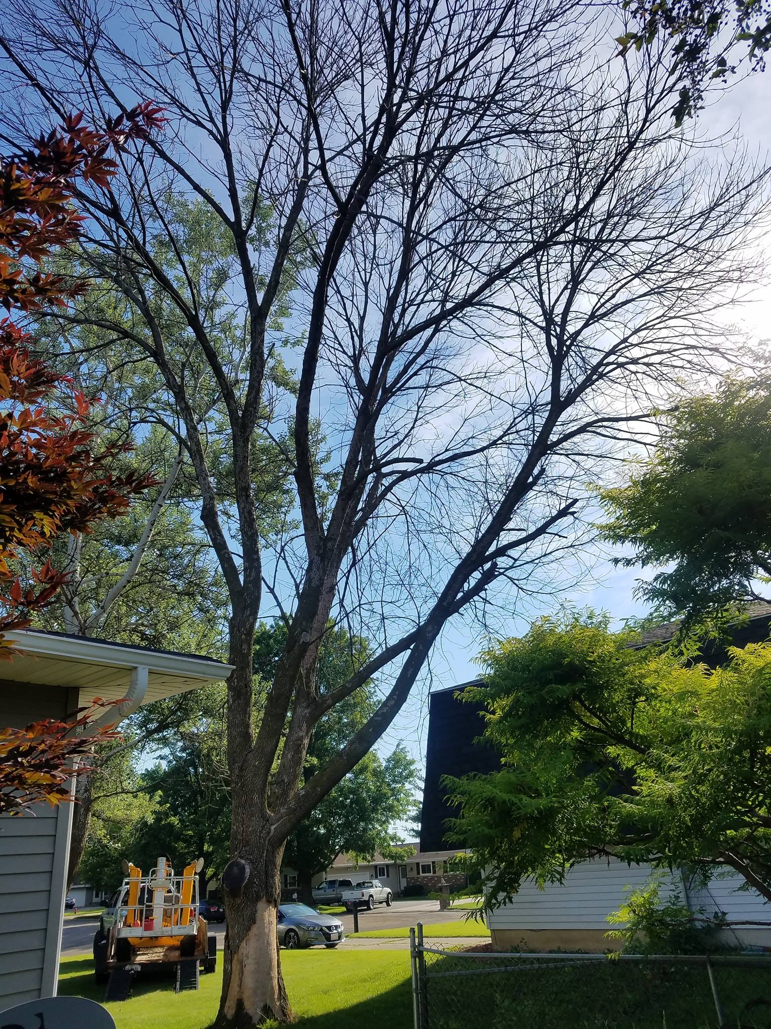 Out On A Limb Tree Service
