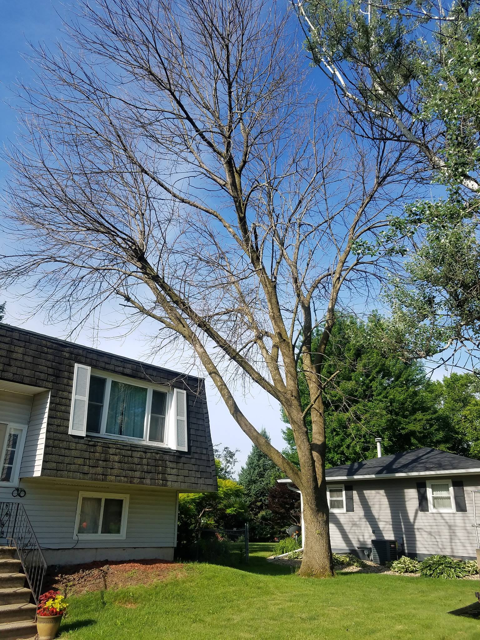 Out On A Limb Tree Service