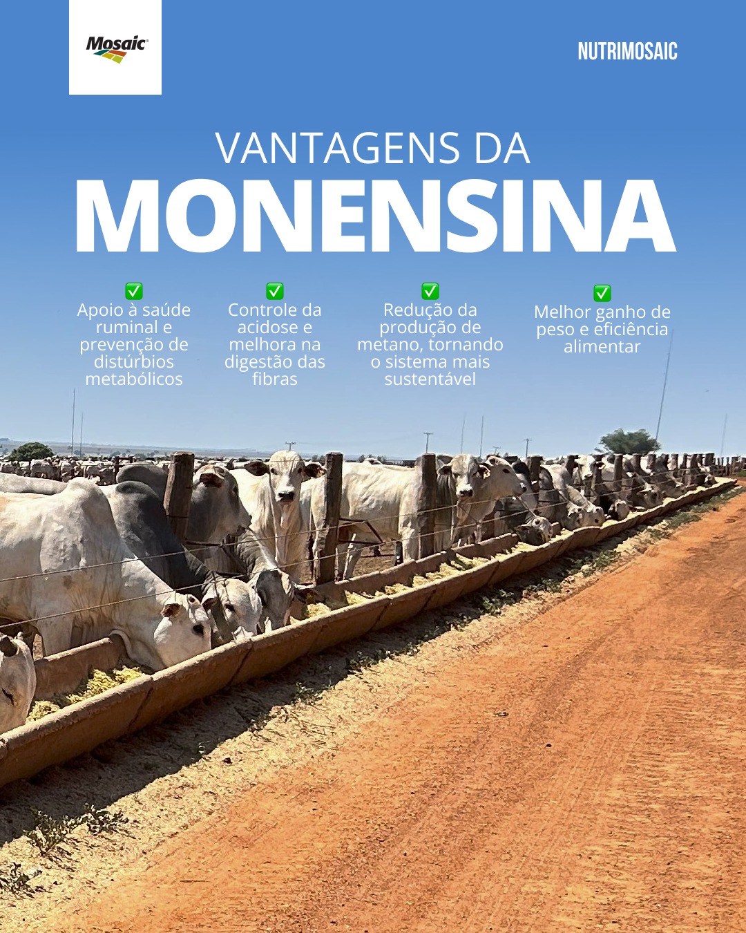 NutriMosaic - A monensina é uma aliada importante na nutrição de ...