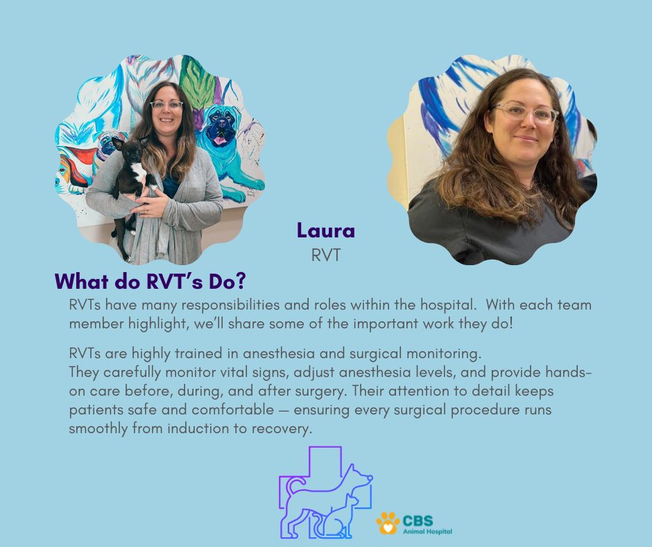 🌟 RVT Spotlight – Laura 🌟 Laura is... - CBS Animal Hospital | Facebook