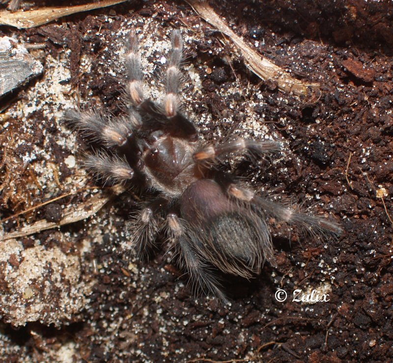 Zalix Spiders