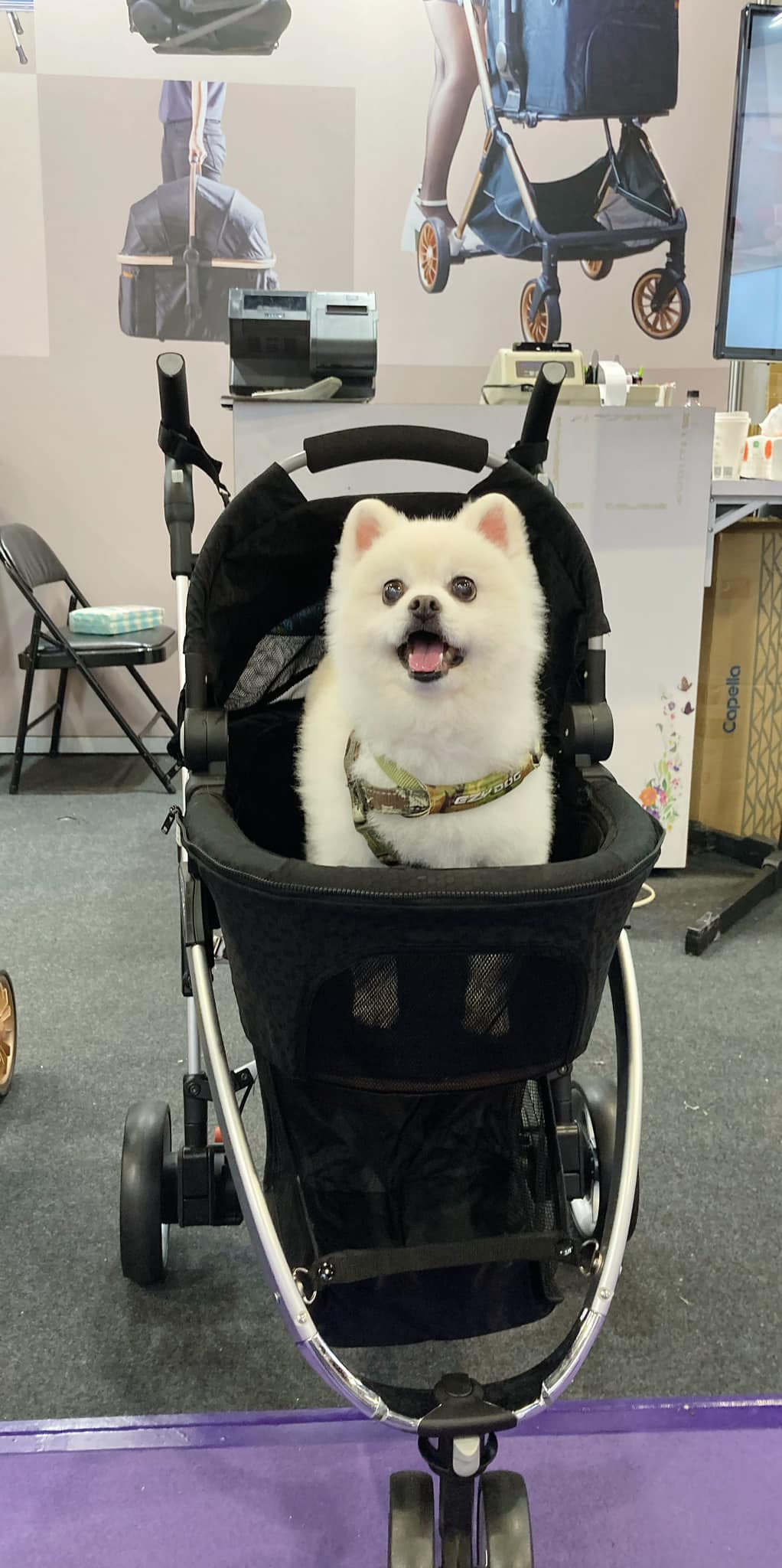 bobos pets - 【Bobos台北世貿寵物展】 感謝每位來攤位試乘的小客人🐶🐱🐰 期待您的光臨