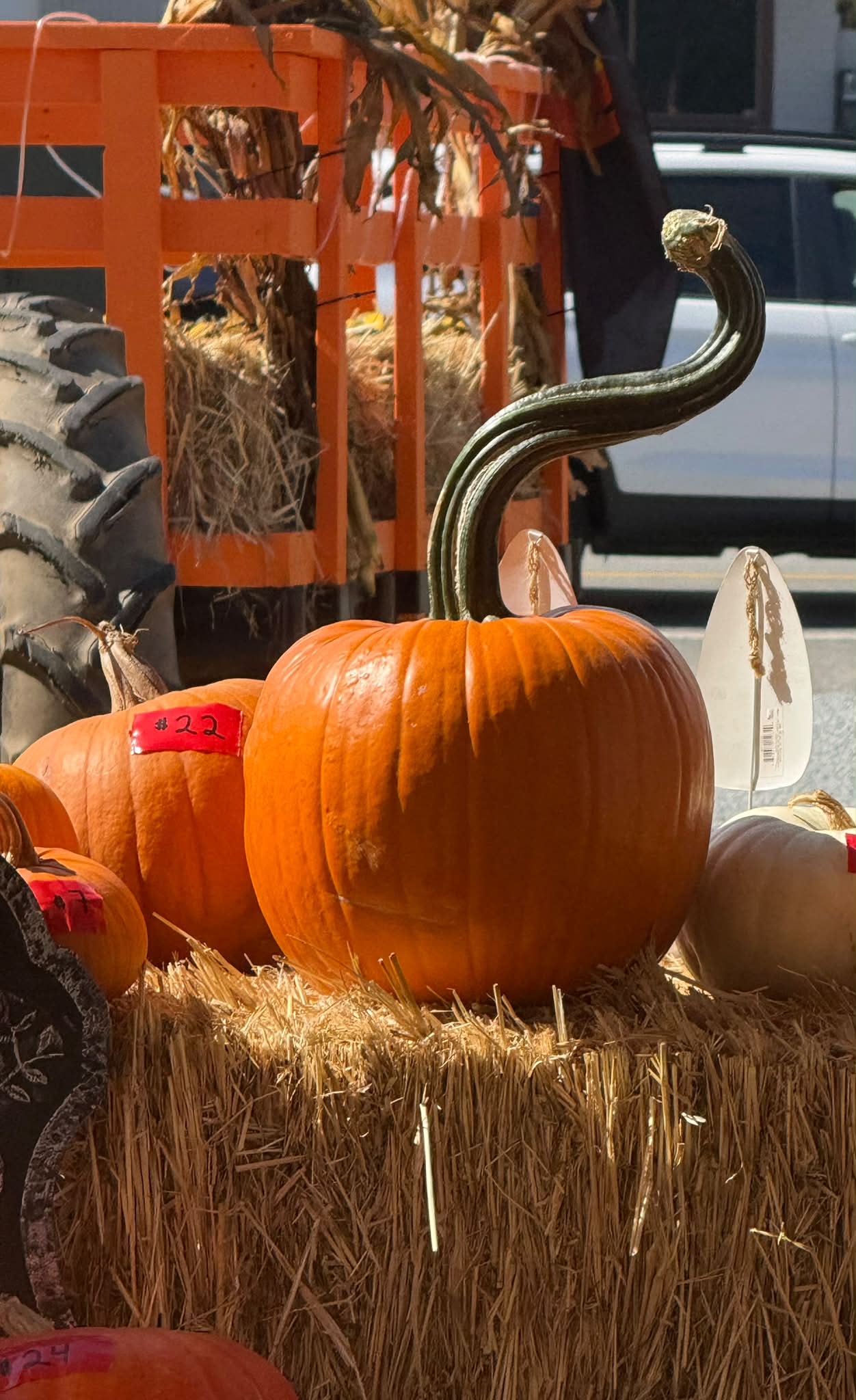 The Great Pumpkin Patch in Santa Cruz, California