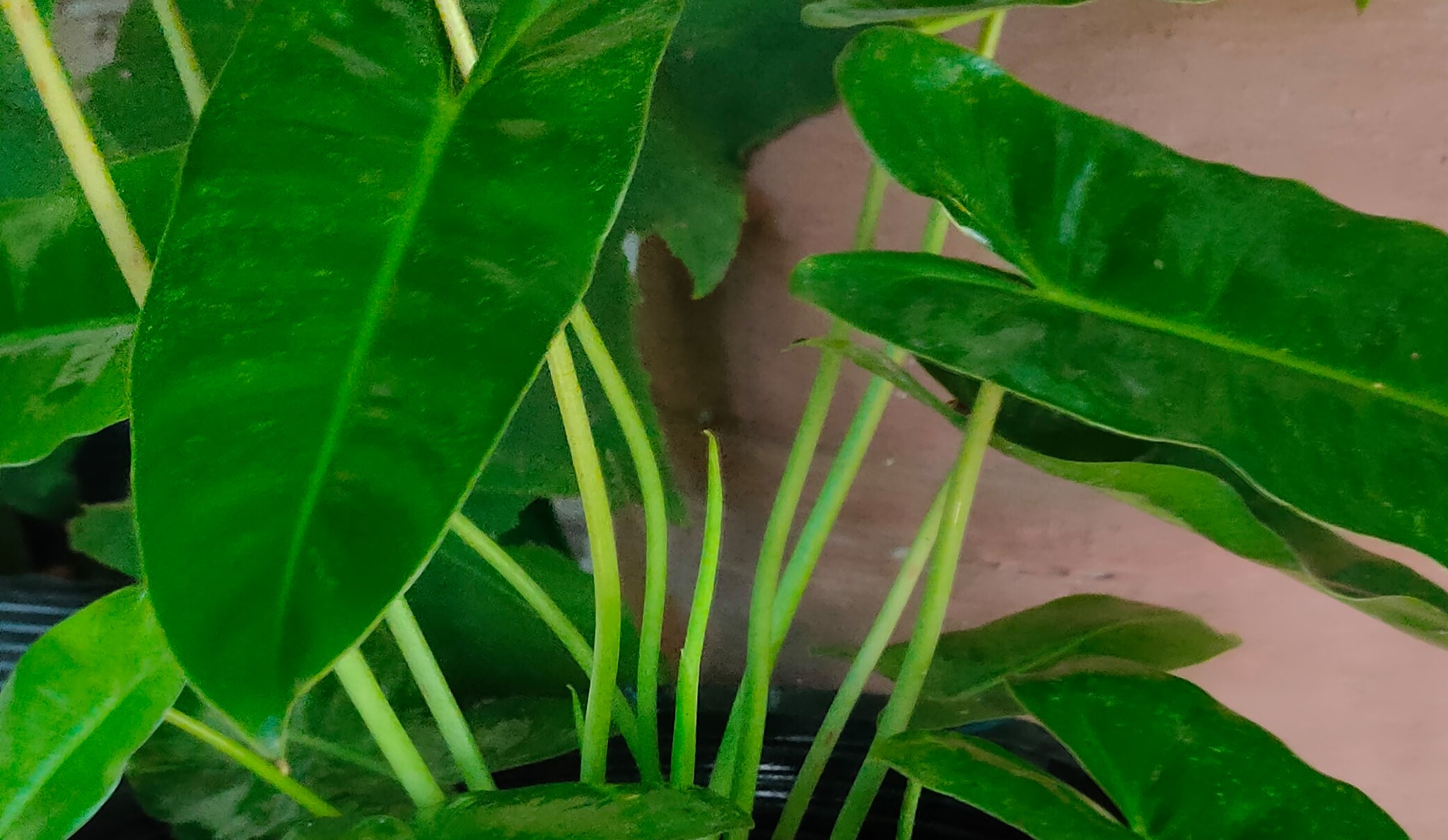 Garden De Tapaz | Tapaz