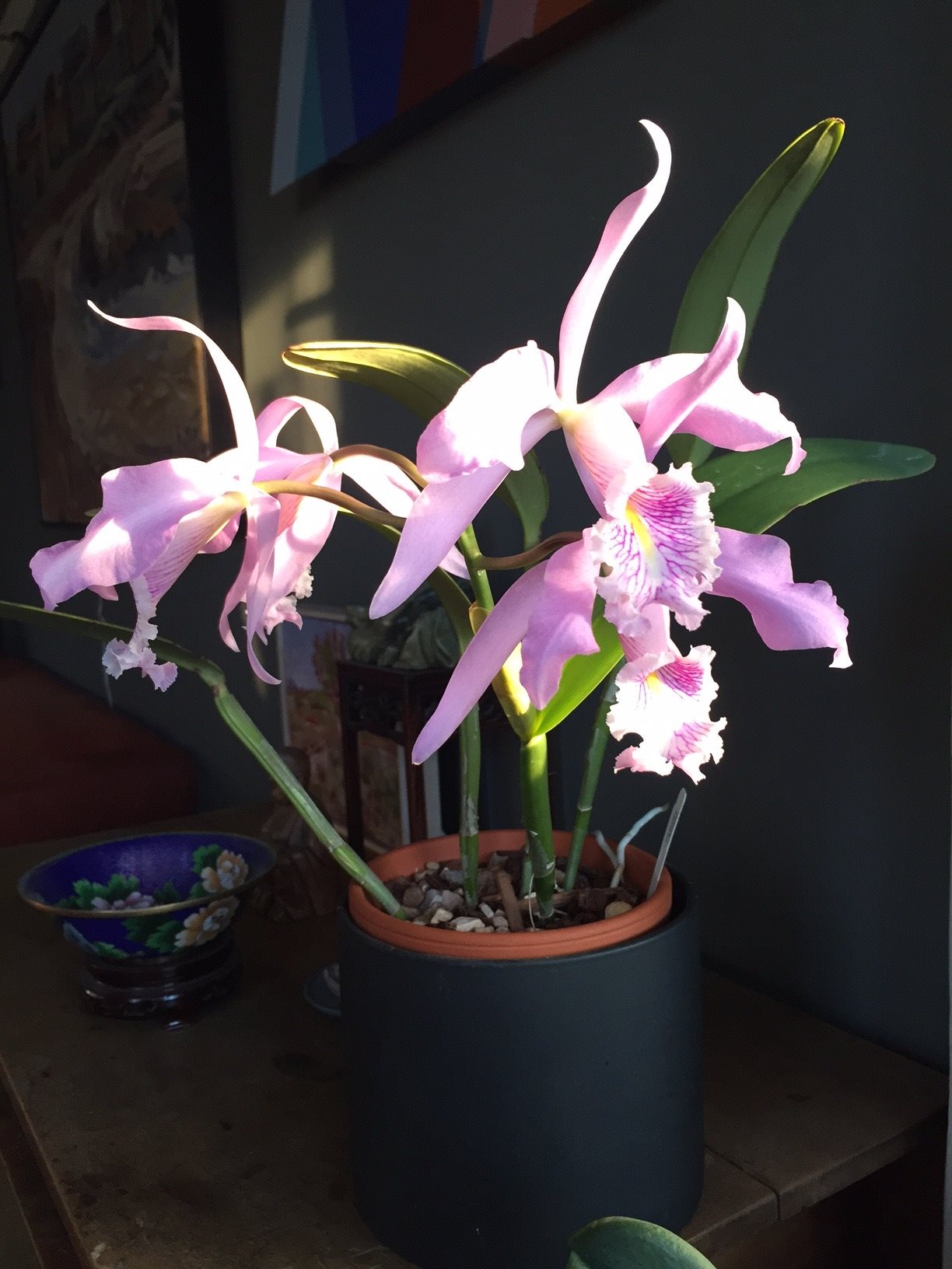 Cattleya maxima var. rubra This is a selfing of the famous var