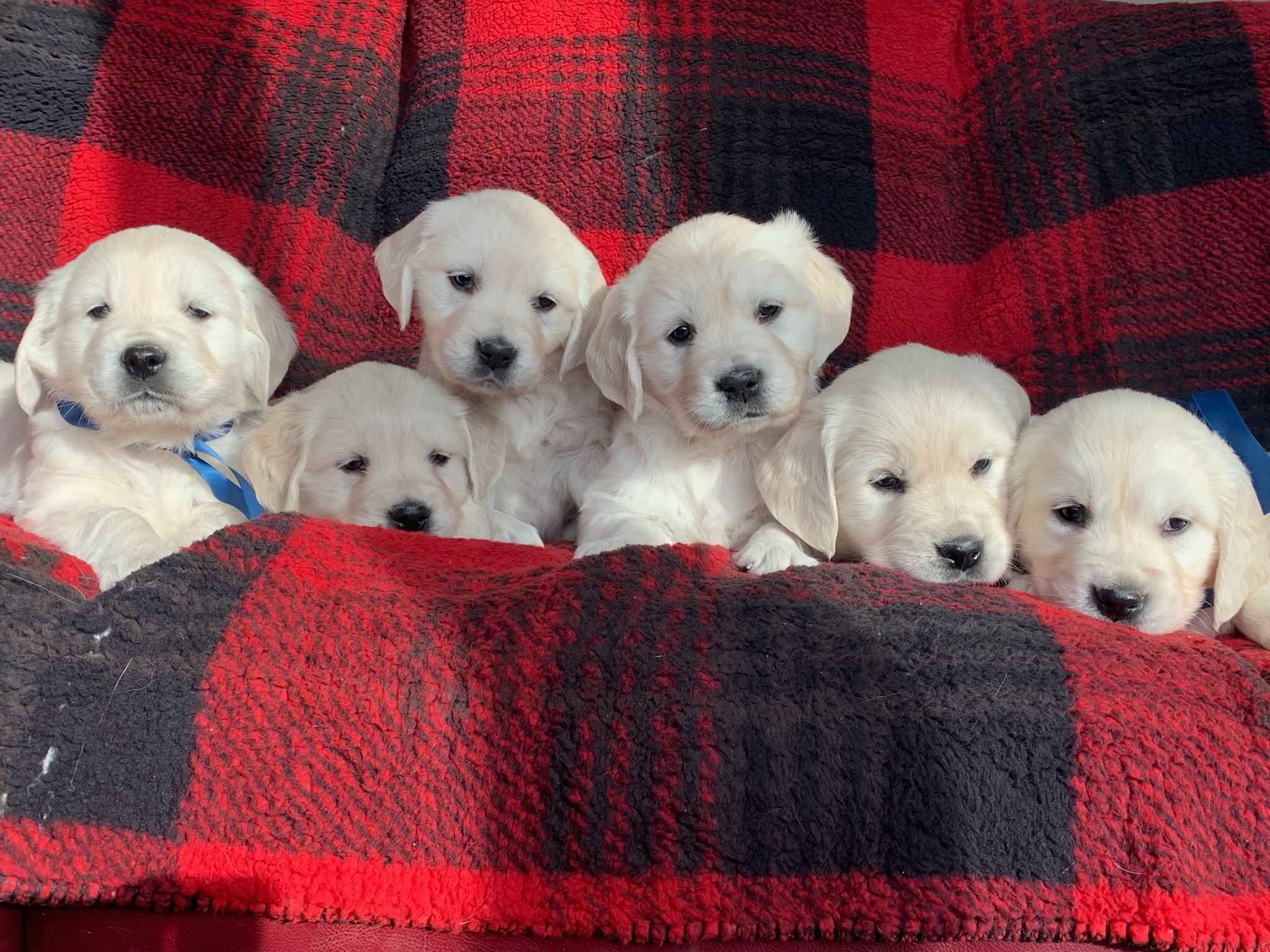 Schmidt Goldens