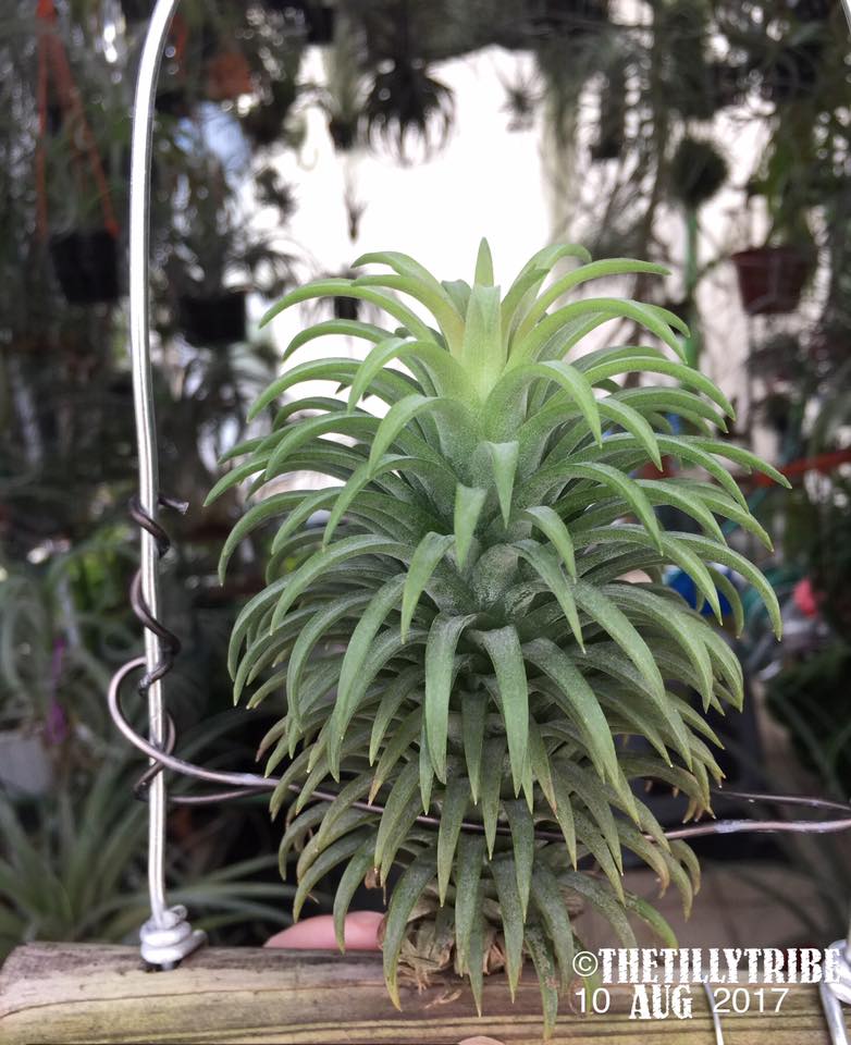 Tillandsia ionantha 'Hedgehog' The infamous ionantha that can be