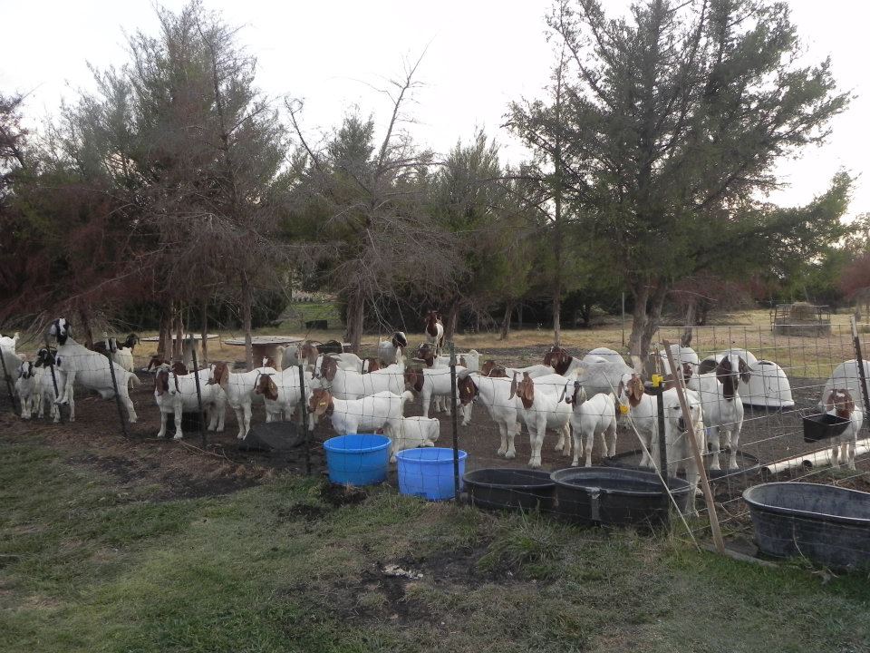 7 Oaks Ranch Boer Goats added a... - 7 Oaks Ranch Boer Goats