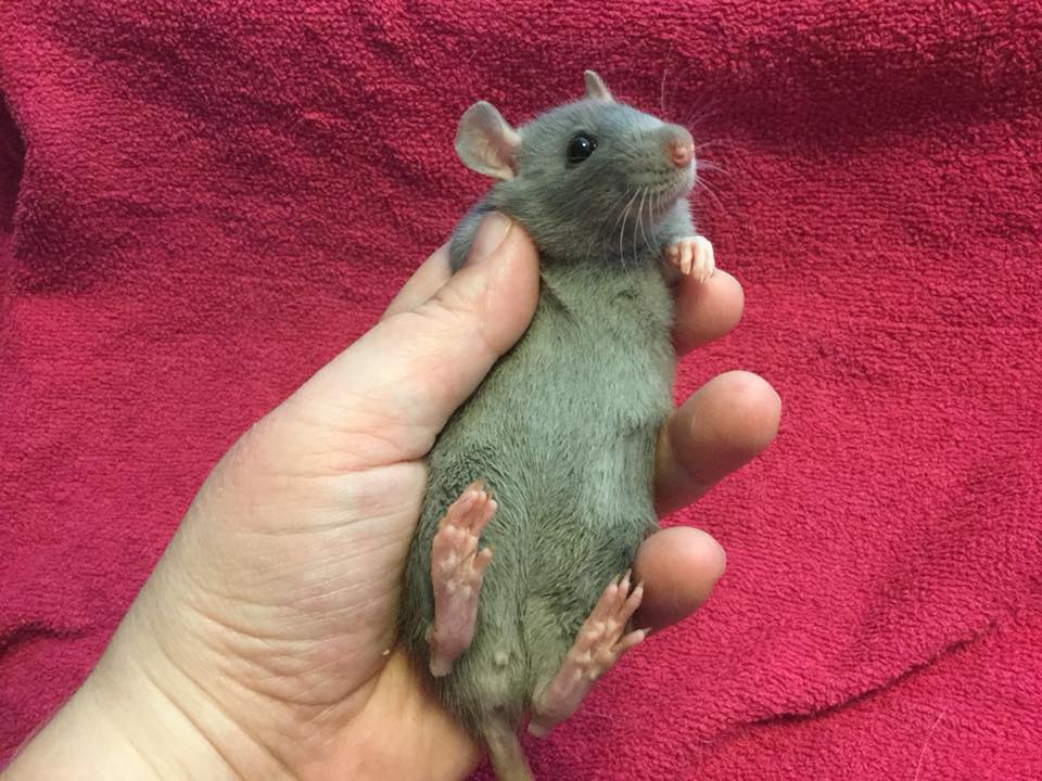 Rattery Rapalje | Nijmegen