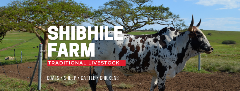 Shibhile Farm | Cato Ridge