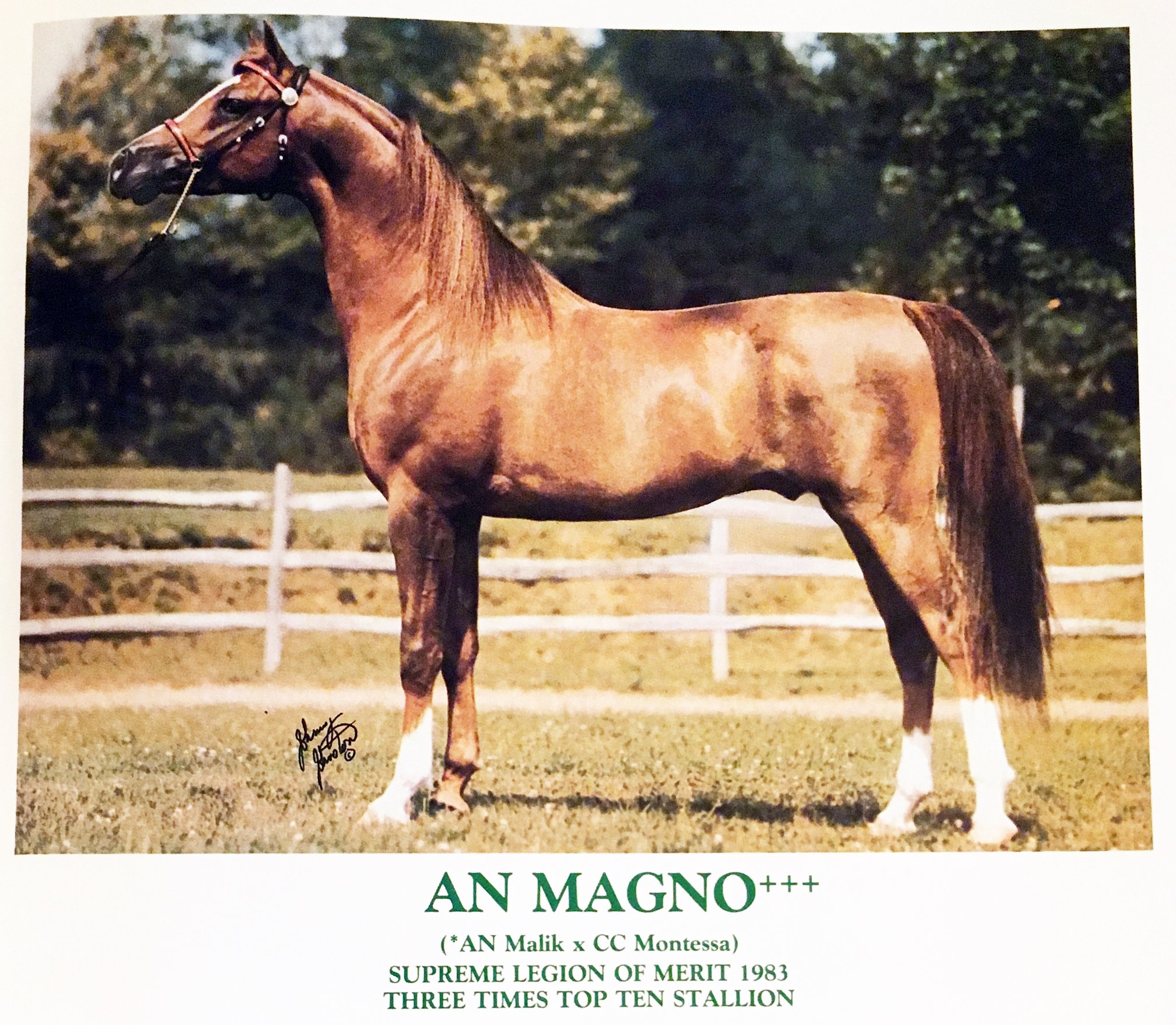 Arabian Horse Photos and Videos - An Magno+++/, stallion by An Malik ...