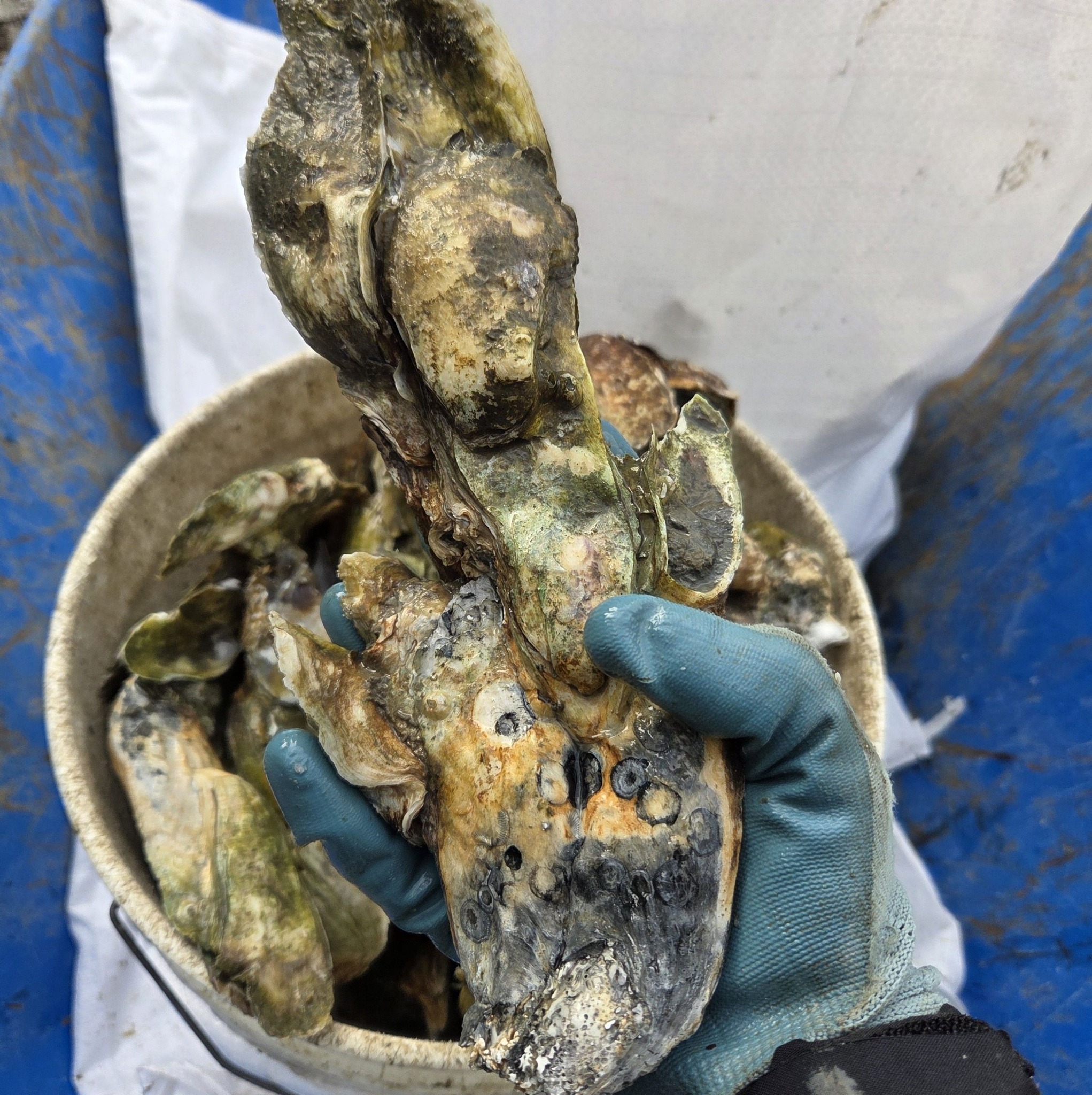 🦪 Local, Salty, Sweet, Full w Meat & as clean as we can get them, 40lb ...