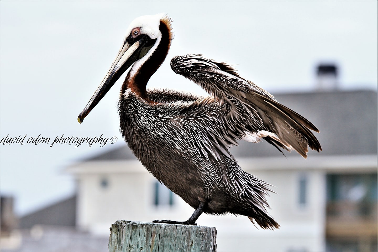 Artist Splendor Imagery