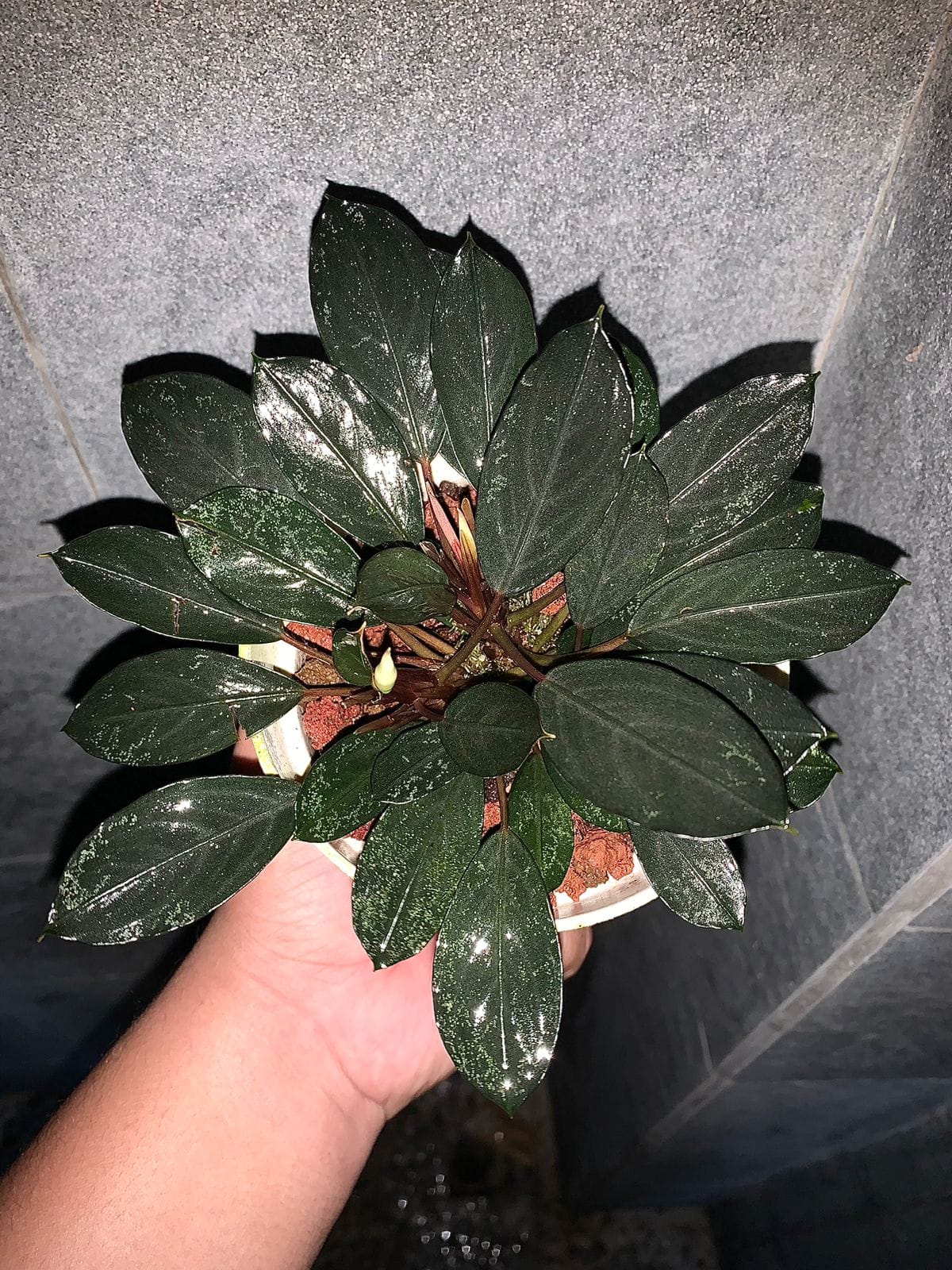 Bucephalandra sp. ketapang No.80 Bucephalandra spp from Indonesian