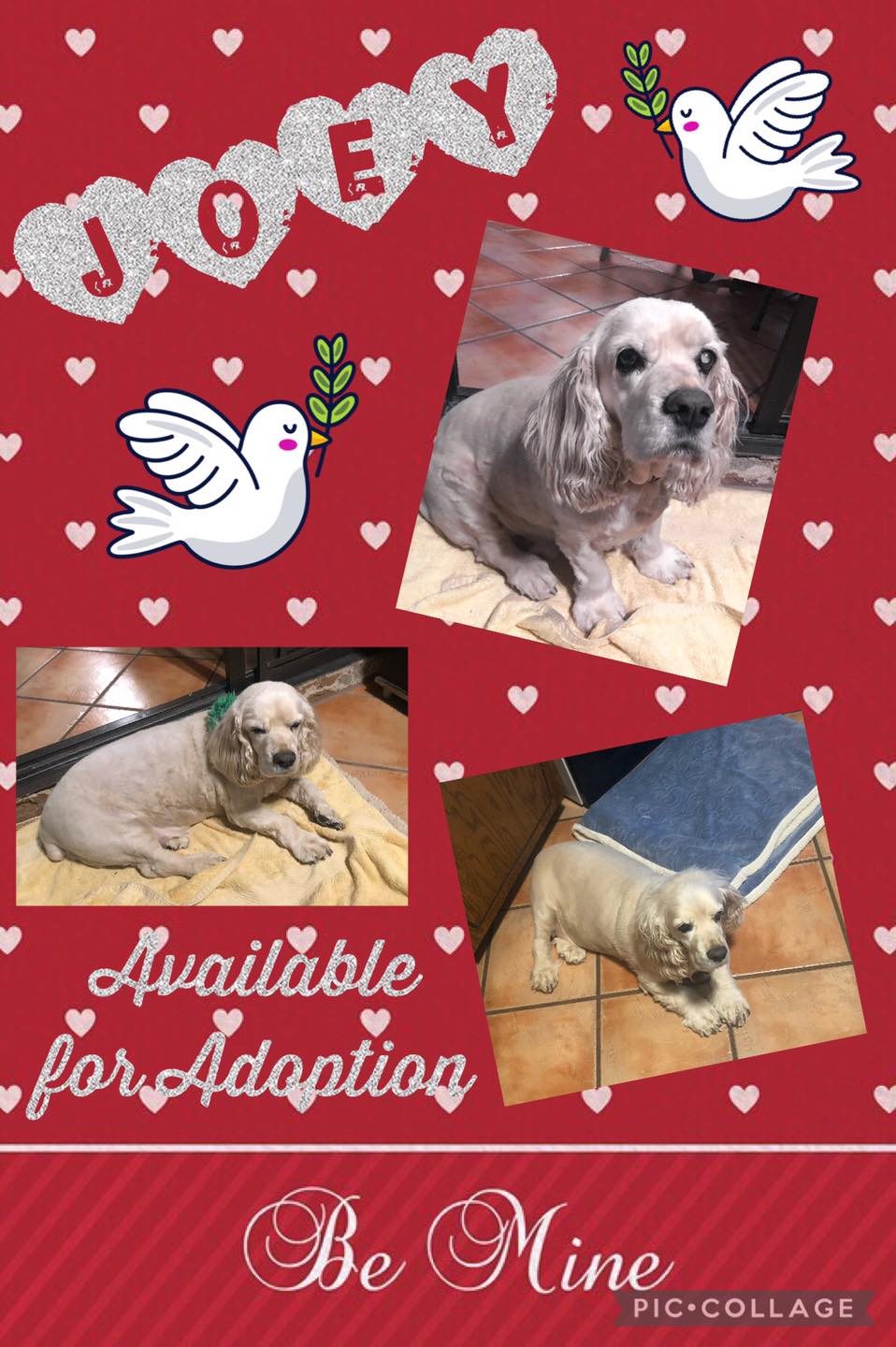 Team SCARS Adoptables - SCARS & PIA’s PAWS | Lake Havasu City AZ