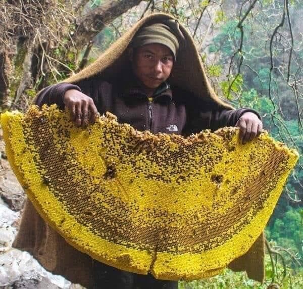 Did you know… that high up in the Himalayas lives a bee called  