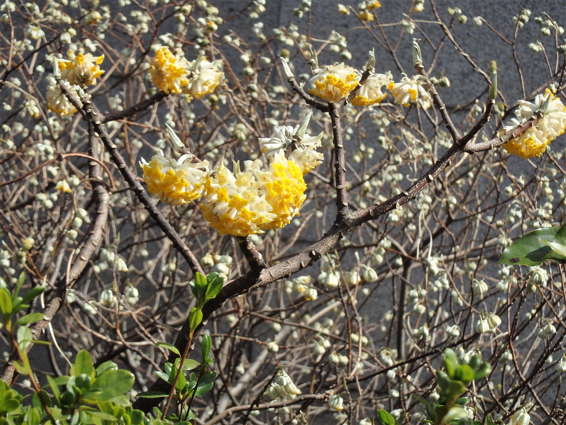 紙の博物館 - #ミツマタ （三椏・三又）の花が咲きました！...