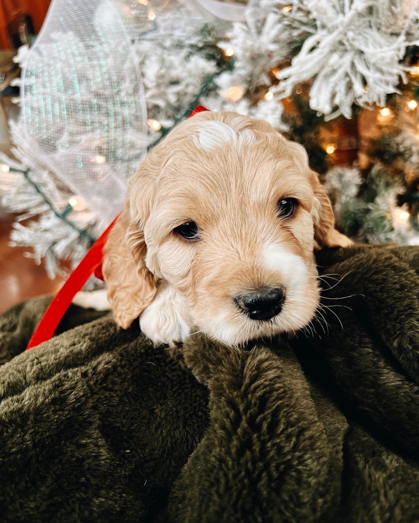 🐶 Buddy 🐶 • Cutest little golden boy... - Cockapoos by Cooper