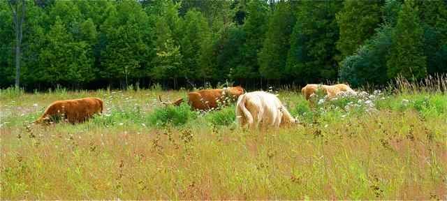 LifeSpring Beyond Organic Farm | Kawartha Lakes ON