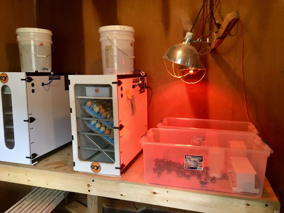Union - Here is my setup for incubating and hatching chicks. Right now ...