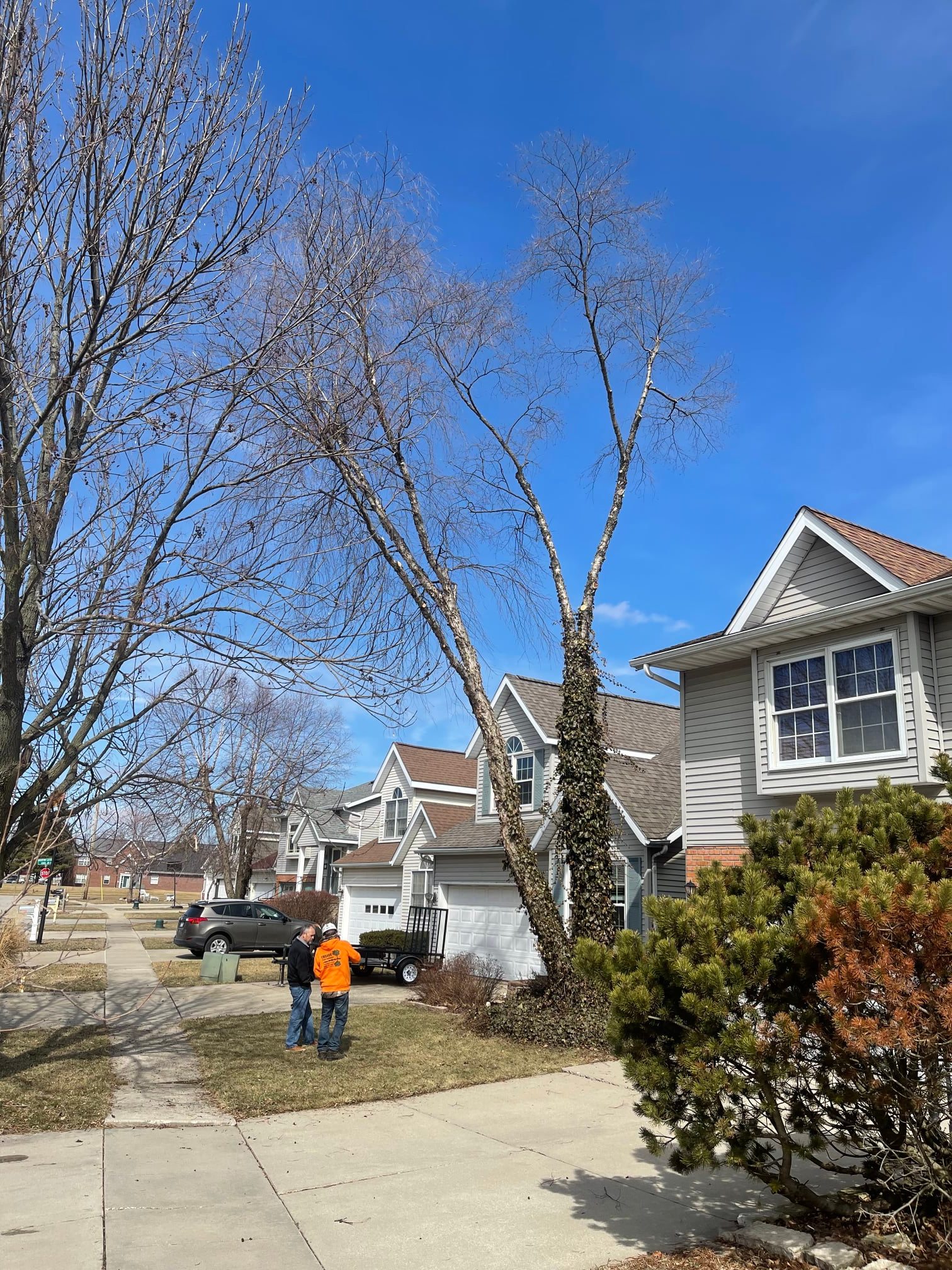 Embark Tree Removal