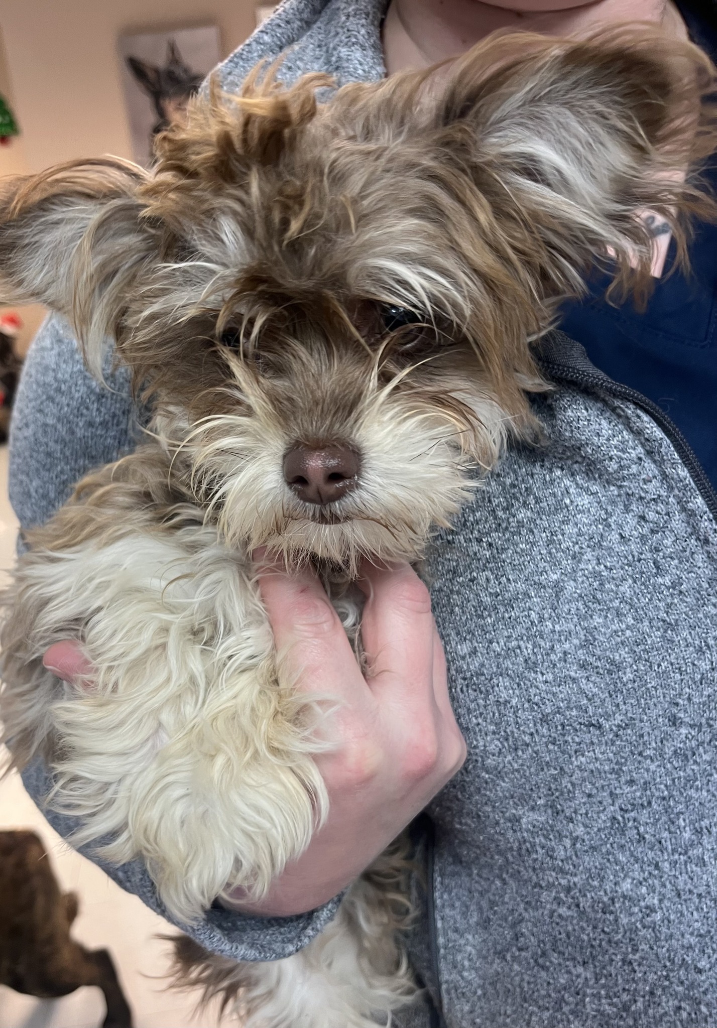 People For Pets - Twin Falls Animal Shelter | Twin Falls ID