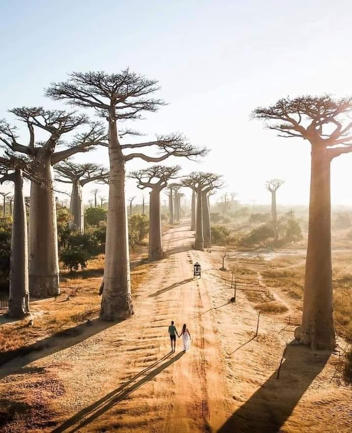 150 Semillas Orgánicas De Baobab – Planta Perenne De Rápido Crecimiento Para Balcón Y Jardín
