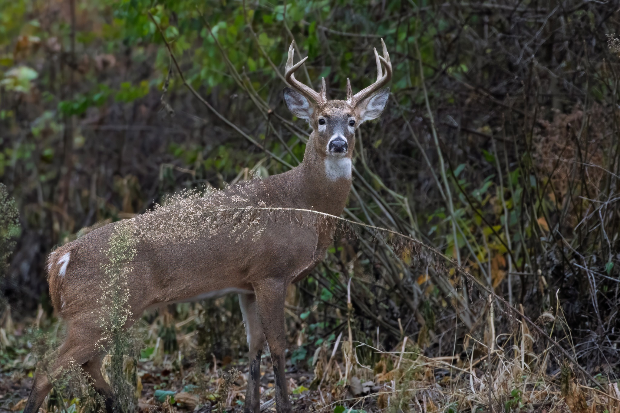 jwolf WILD photography added a... - jwolf WILD photography